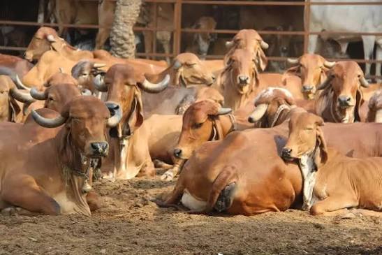 Gau Seva
